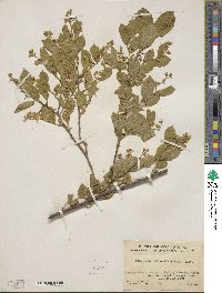 Symplocos paniculata image