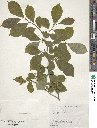 Symplocos paniculata image