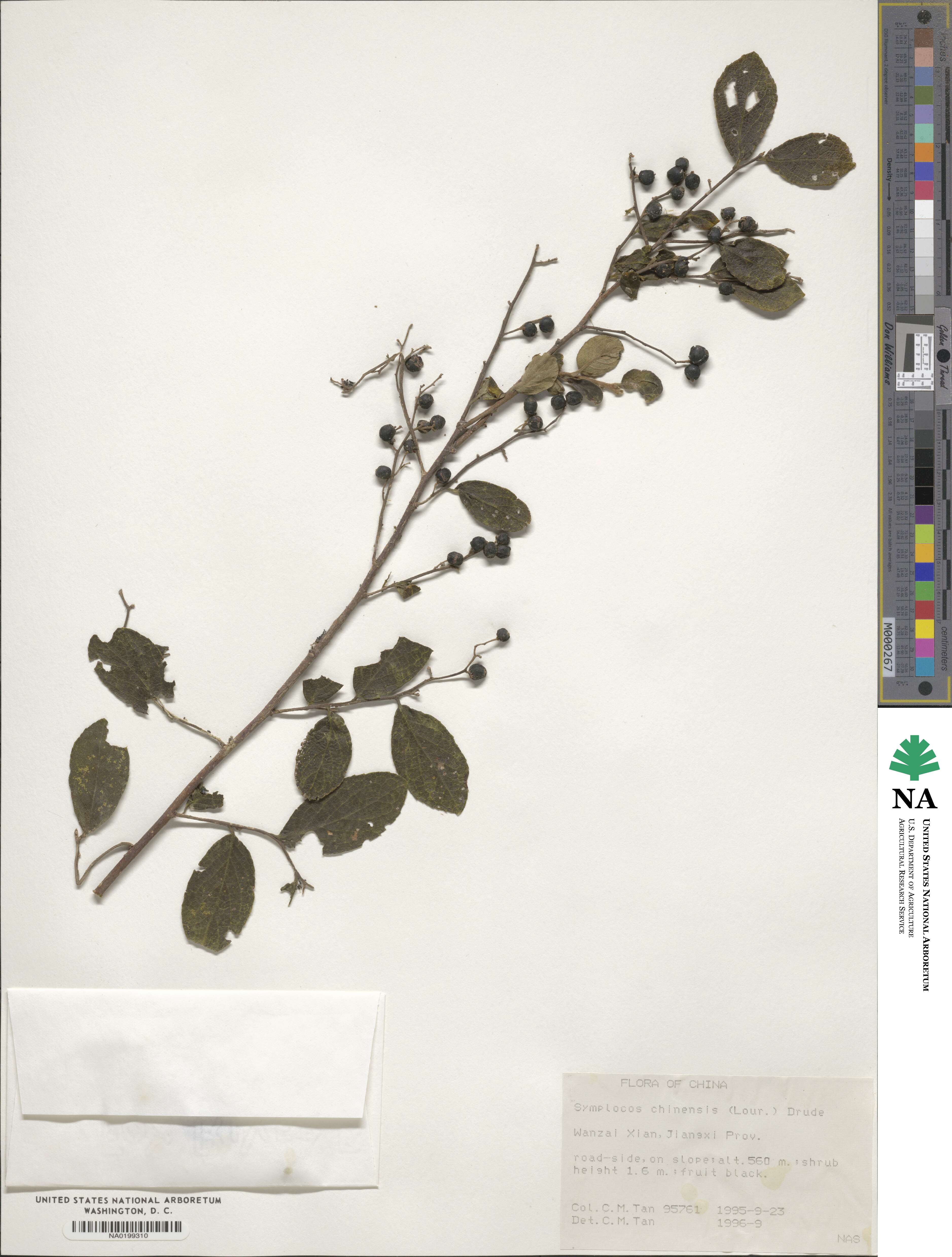 Symplocos paniculata image