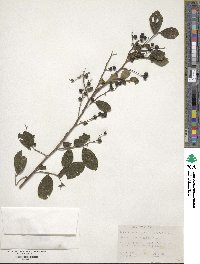 Symplocos paniculata image