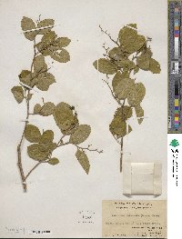 Symplocos paniculata image