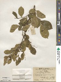 Symplocos paniculata image