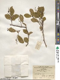 Symplocos paniculata image