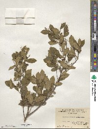 Symplocos paniculata image