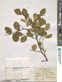 Symplocos paniculata image