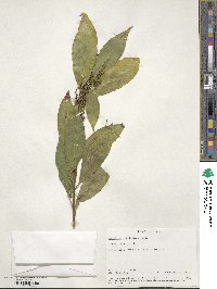 Symplocos theifolia image