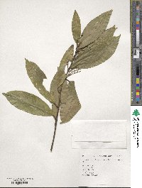 Symplocos theophrastifolia image