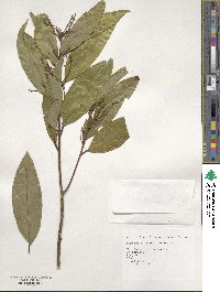 Symplocos theophrastifolia image