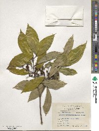 Symplocos theophrastifolia image