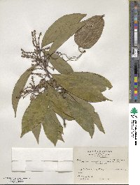 Symplocos theophrastifolia image