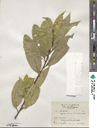 Symplocos theophrastifolia image