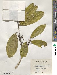 Symplocos theophrastifolia image