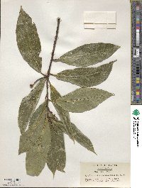 Symplocos theophrastifolia image