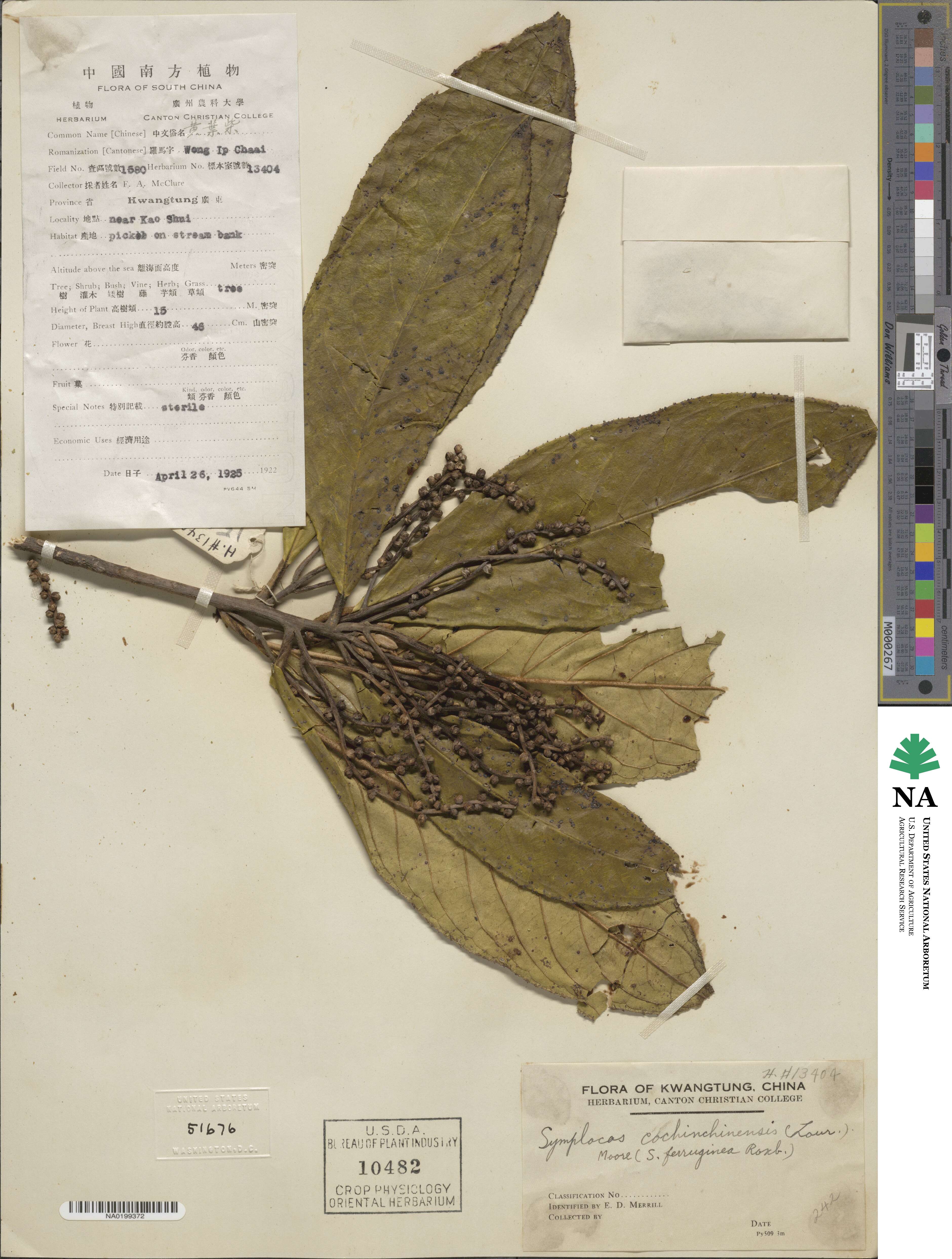 Symplocos cochinchinensis image