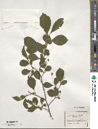 Symplocos paniculata image