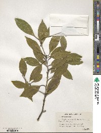 Symplocos theifolia image