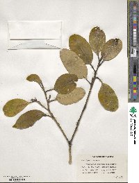 Symplocos theifolia image