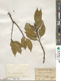 Symplocos theifolia image