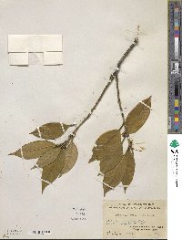 Symplocos theifolia image