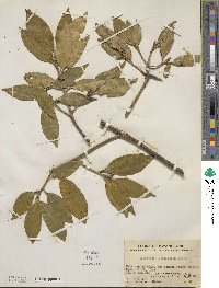 Symplocos theifolia image