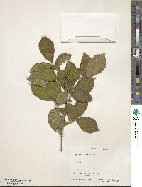 Symplocos paniculata image