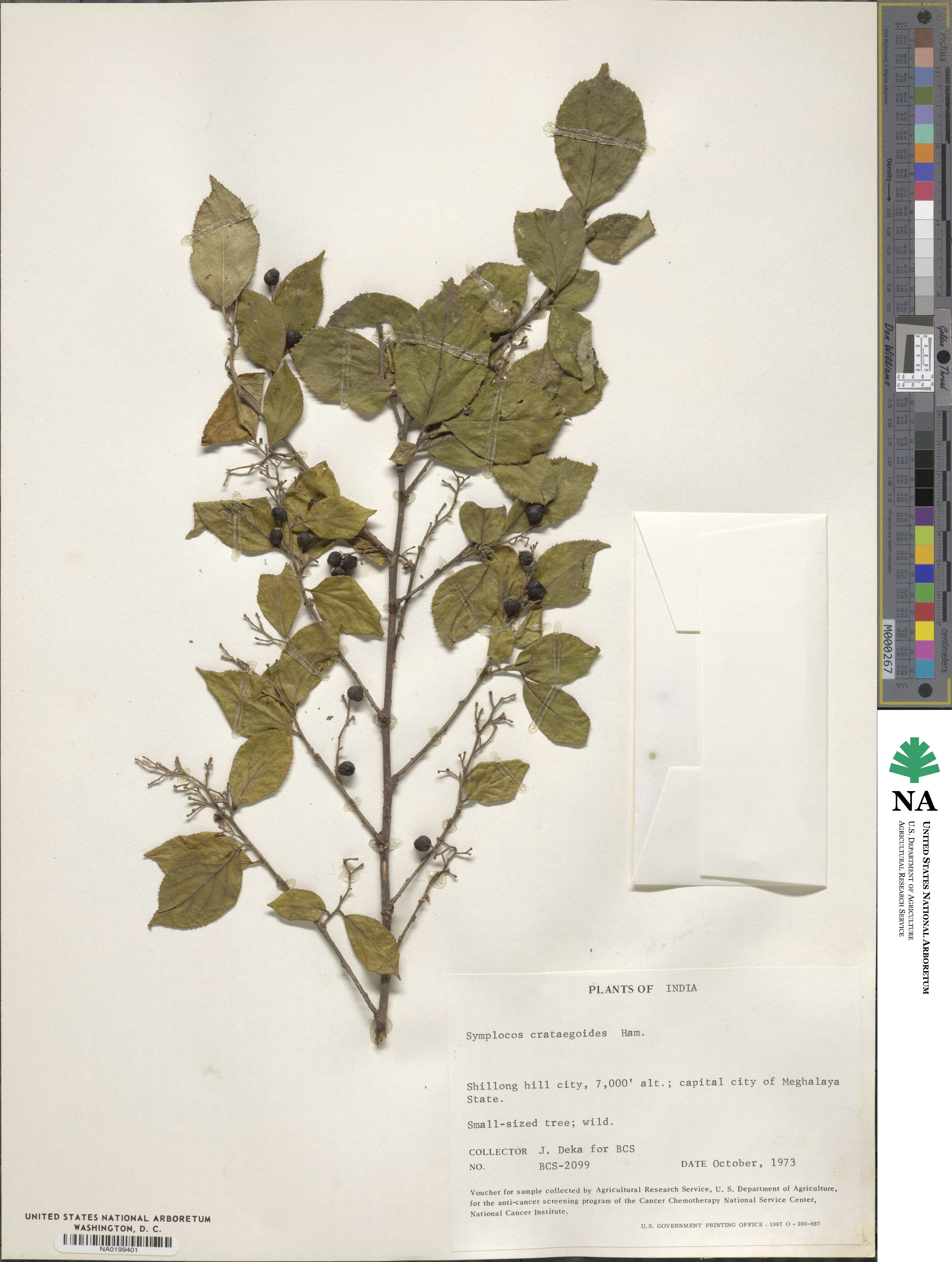 Symplocos paniculata image