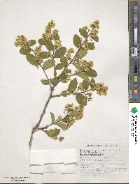 Symplocos paniculata image