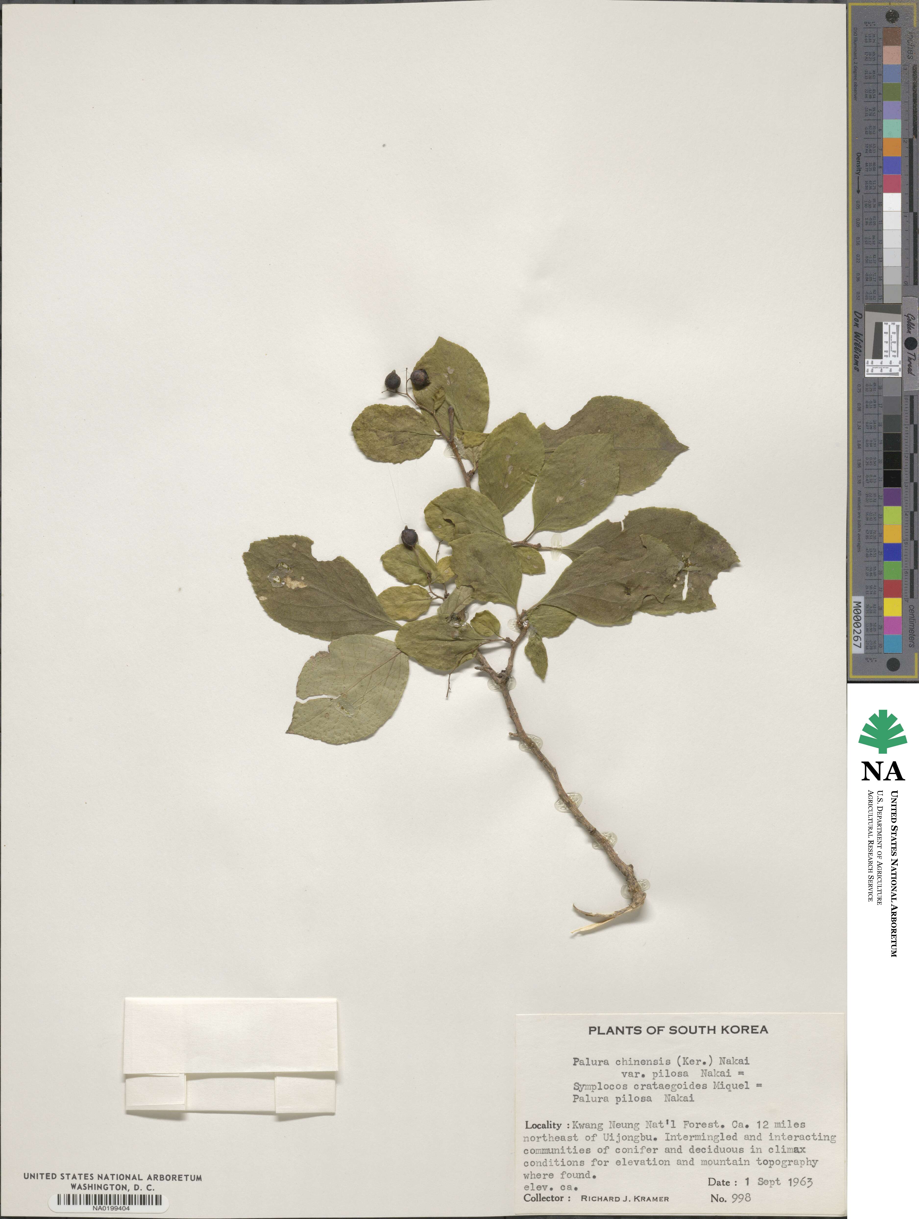Symplocos paniculata image