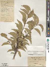 Symplocos paniculata image