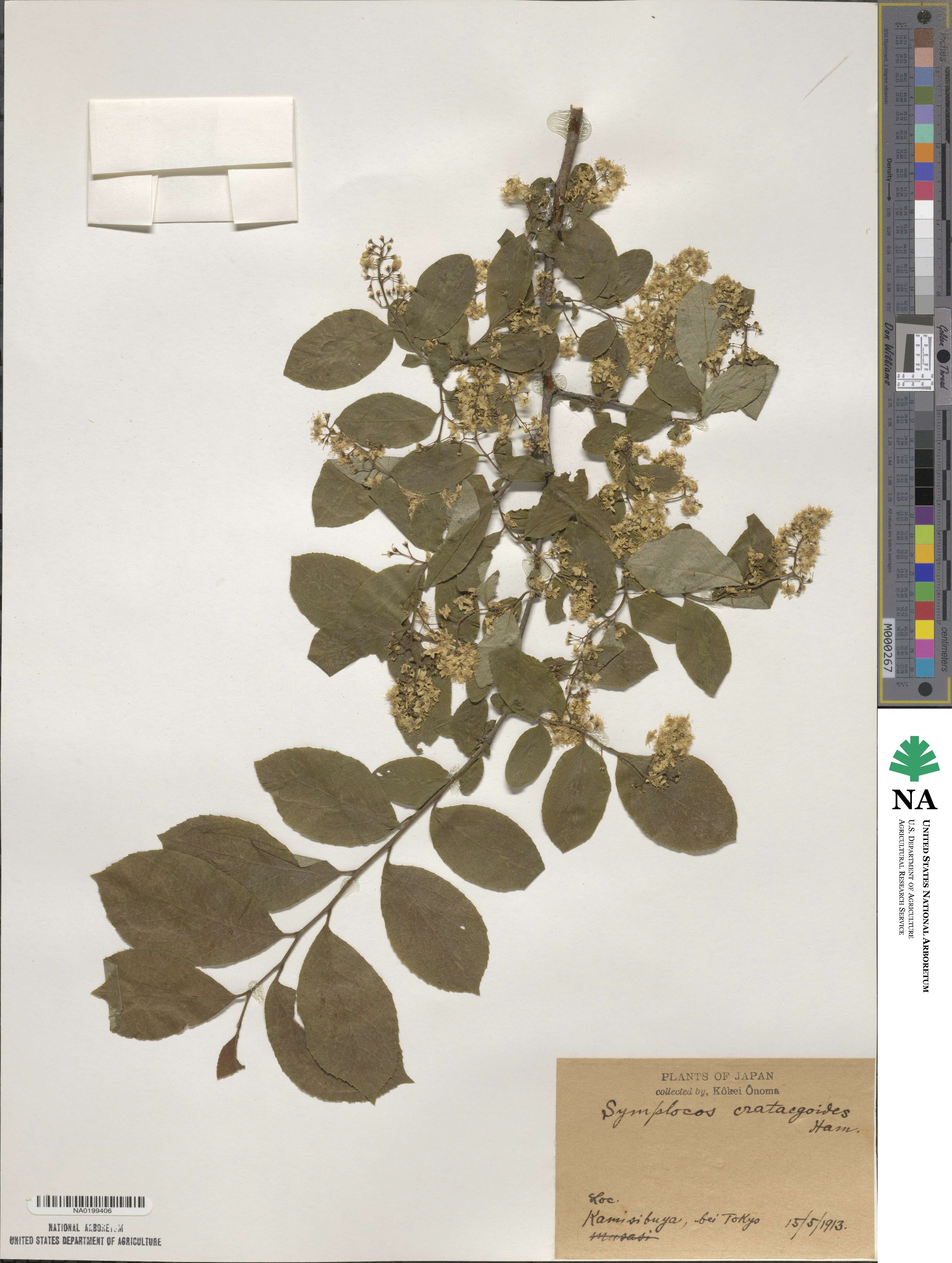 Symplocos paniculata image