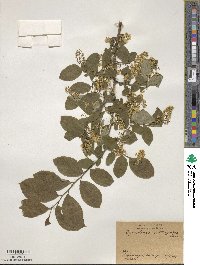 Symplocos paniculata image