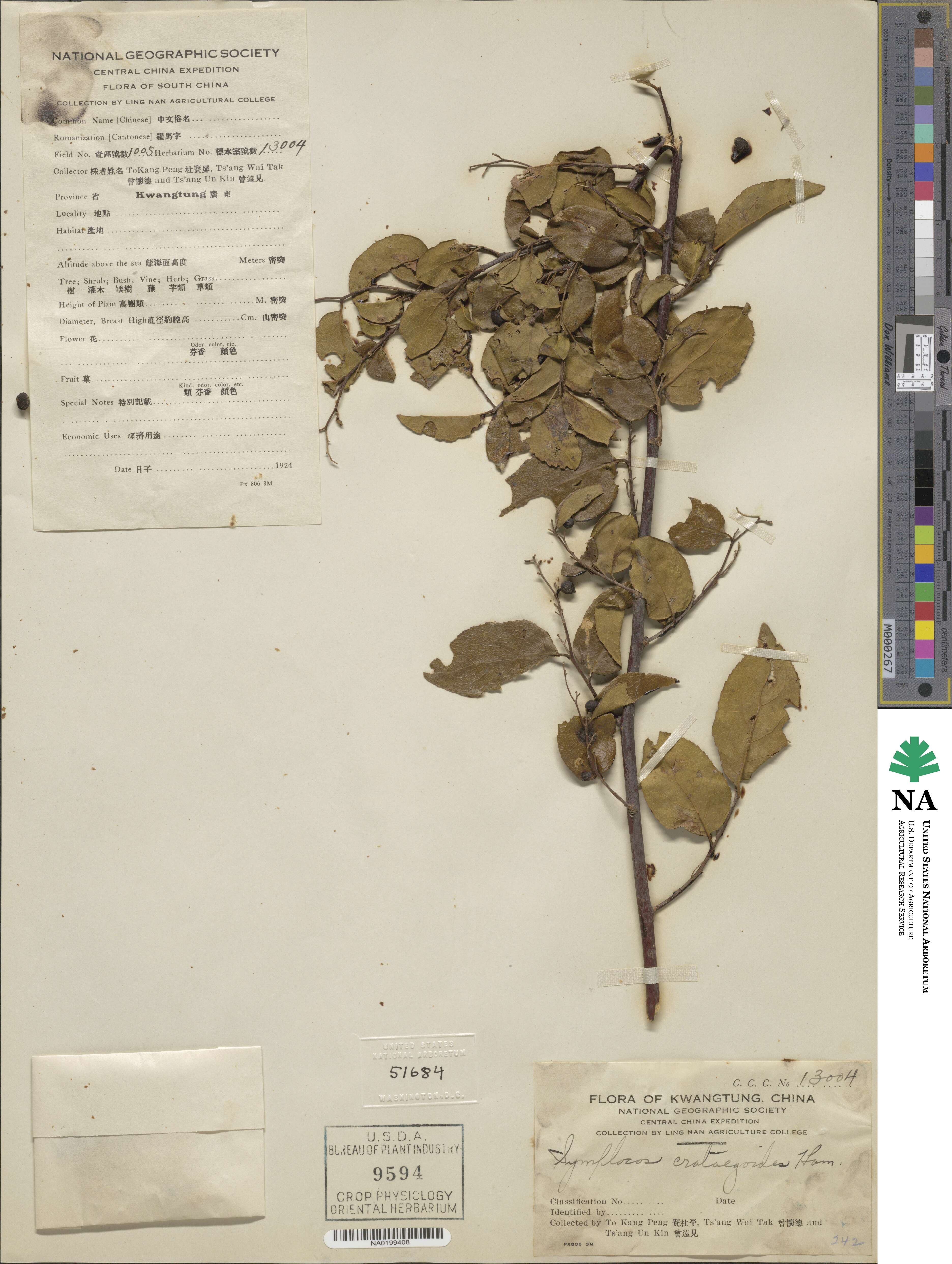 Symplocos paniculata image