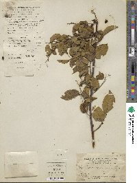 Symplocos paniculata image