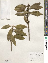 Symplocos theifolia image