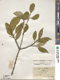 Symplocos theifolia image