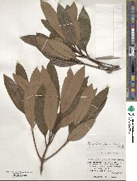 Symplocos glauca image