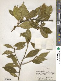 Image of Symplocos glomerata