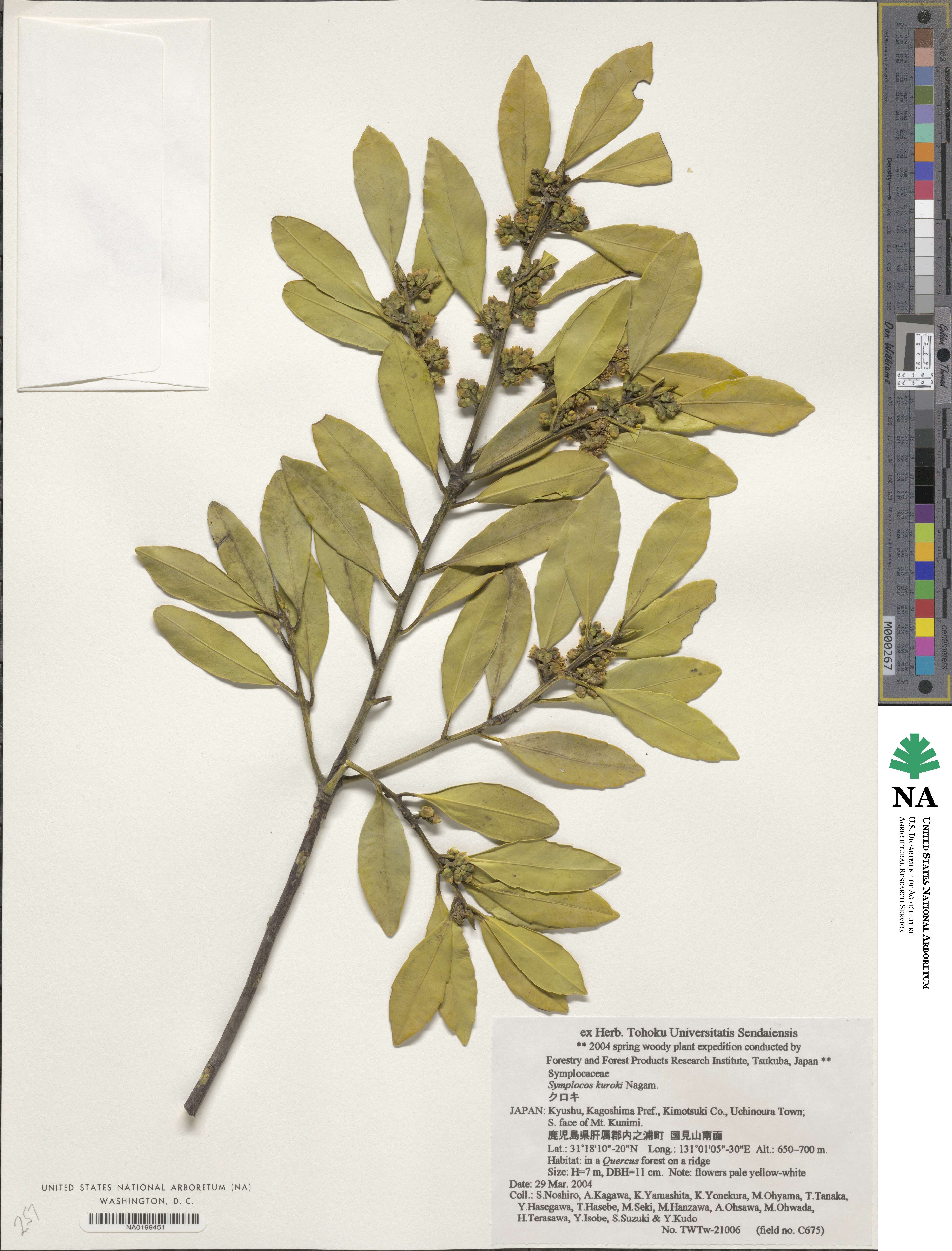 Symplocos theifolia image