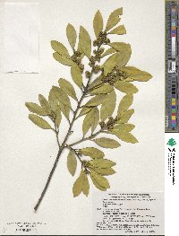 Symplocos theifolia image