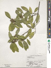 Symplocos theifolia image