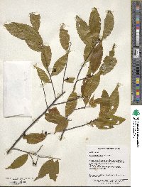 Symplocos lancifolia image