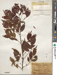 Symplocos lancifolia image