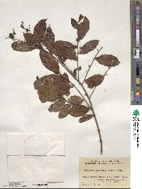 Symplocos lancifolia image