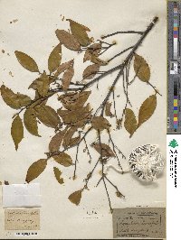 Symplocos lancifolia image