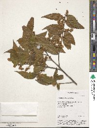 Symplocos lancifolia image