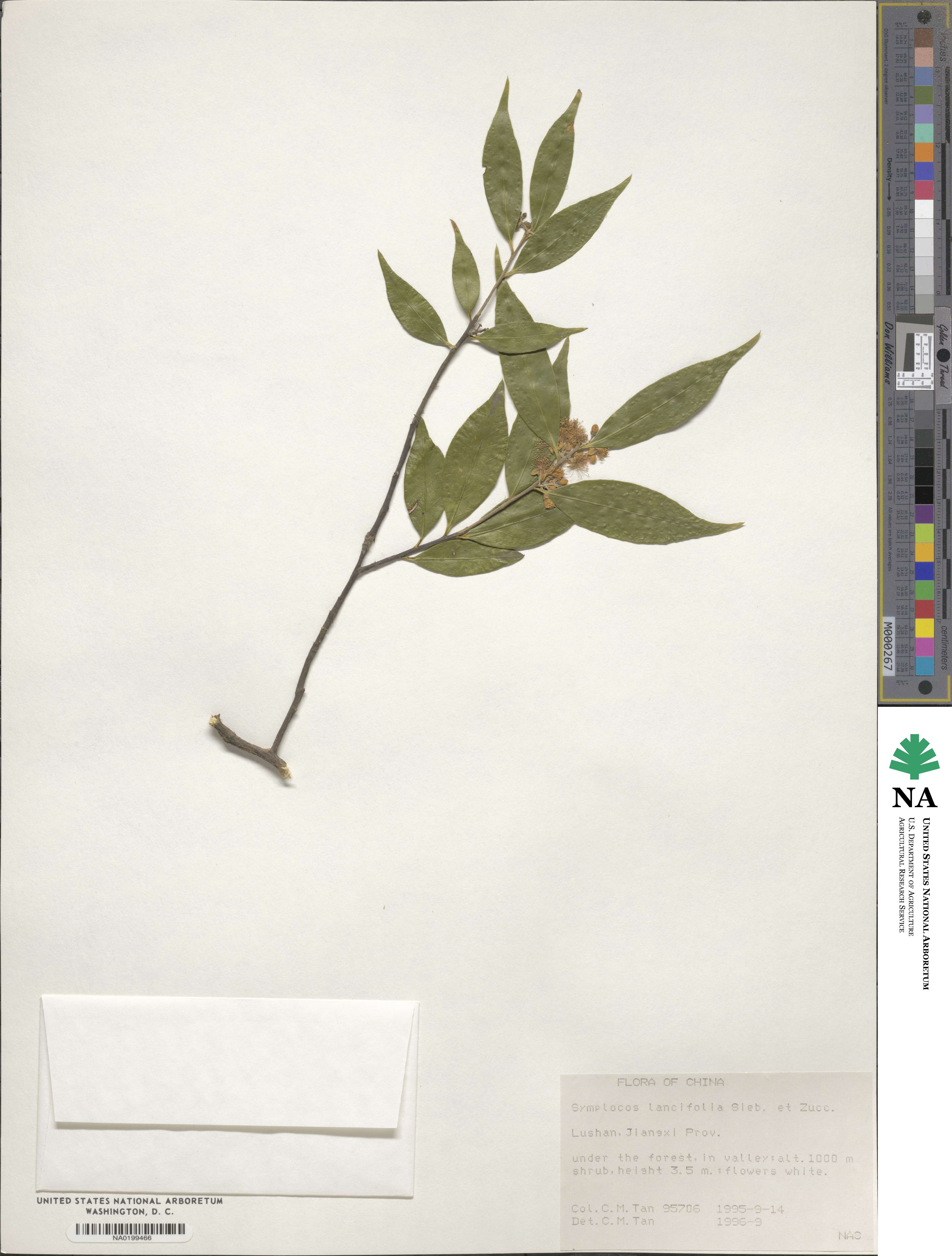 Symplocos lancifolia image