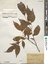 Symplocos lancifolia image