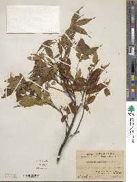 Symplocos lancifolia image