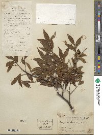 Symplocos lancifolia image