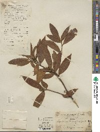 Symplocos lancifolia image